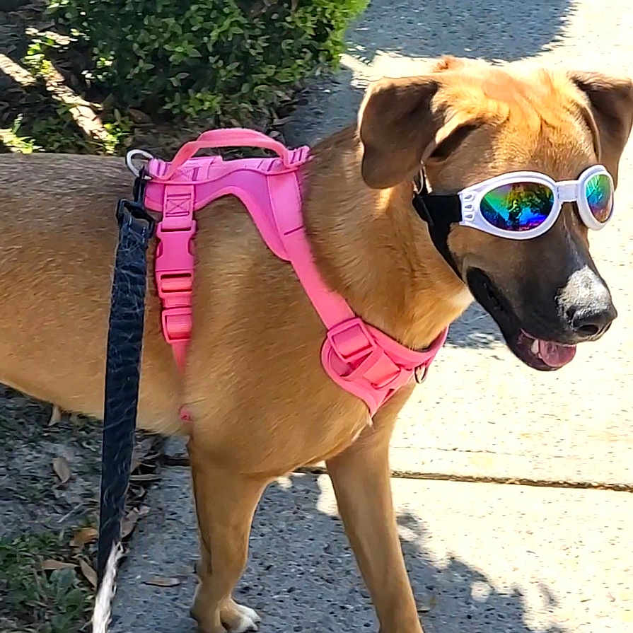 Lolli is registered to the contest to win money with this photo: animal, canine, daytime, dog, ears, greenery, happy, leash, muzzle, outdoor, paws, pet, pink_harness, reflection, shadow, sidewalk, summer, sunglasses, sunlight, walking