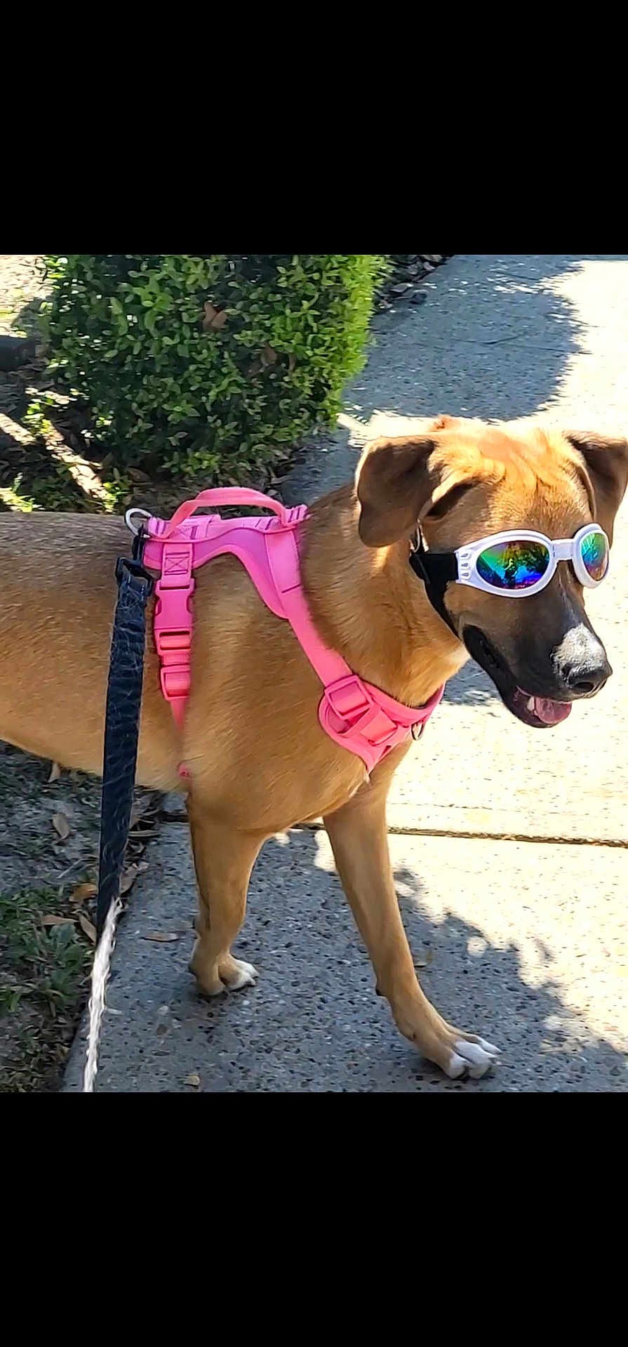 Lolli is registered to the contest to win money with this photo: dog, sunglasses, pink_harness, leash, sidewalk, outdoor, sunlight, shadow, greenery, pet, canine, walking, summer, reflection, animal, muzzle, ears, paws, happy, daytime