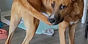 Lolli is registered to the contest to win money with this photo: dog, brown_dog, pet, indoor, wooden_floor, tail, curious, canine, animal, four_legs, sniffing, looking, ears, snout, domestic, household, floor_mat, chair, water_bowl, casual