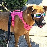 Lolli is registered to the contest to win money with this photo: dog, sunglasses, pink_harness, leash, sidewalk, outdoor, sunlight, shadow, greenery, pet, canine, walking, summer, reflection, animal, muzzle, ears, paws, happy, daytime
