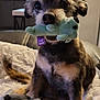 dog, small_dog, toy, plush_toy, blanket, indoor, pet, cute, furry, sitting, close_up, looking_at_camera, cozy, living_room, brown_fur, black_nose, ears, tail, household, relaxed