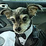 adorable, animal, black_jacket, bow_tie, car_interior, close_up, companion, cute, dog, ears, formal_wear, furry, pet, portrait, seat, sitting, small_dog, tuxedo, white_shirt, window