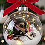 animal, bow, celebration, christmas_ornament, cute, decoration, dog, fairy_lights, festive, gift, glass_ball, holiday, indoor, miniature, pet, pine_cone, puppy, snow, tuxedo, winter