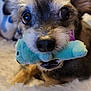 Chi-Chi joined the competition — help win amazing prizes! dog, close_up, toy, plush_toy, cute, pet, animal, furry, face, snout, whiskers, bed, blanket, indoor, playful, brown, black, white, ears, nose
