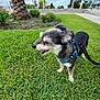 Chi-Chi joined the competition — help win amazing prizes! dog, small_dog, blue_harness, grass, greenery, outdoor, park, sunny, daylight, pavilion, palm_tree, flowers, leash, pet, animal, canine, nature, happy, squinting, side_view