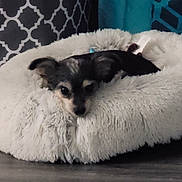 Chi-Chi is registered to the contest to win money with this photo: dog, pet_bed, fluffy, indoor, cozy, small_dog, curious, resting, floor, pillow, patterned, black_and_tan, ears, fur, home, comfort, cute, animal, relaxing, bed