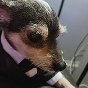 Chi-Chi joined the competition — help win amazing prizes! animal, black_and_white, close_up, clothing, cute, dog, domestic_animal, face, fur, furry, indoor, leather, looking_away, paw, pet, pet_clothing, portrait, sitting, small_dog, tuxedo