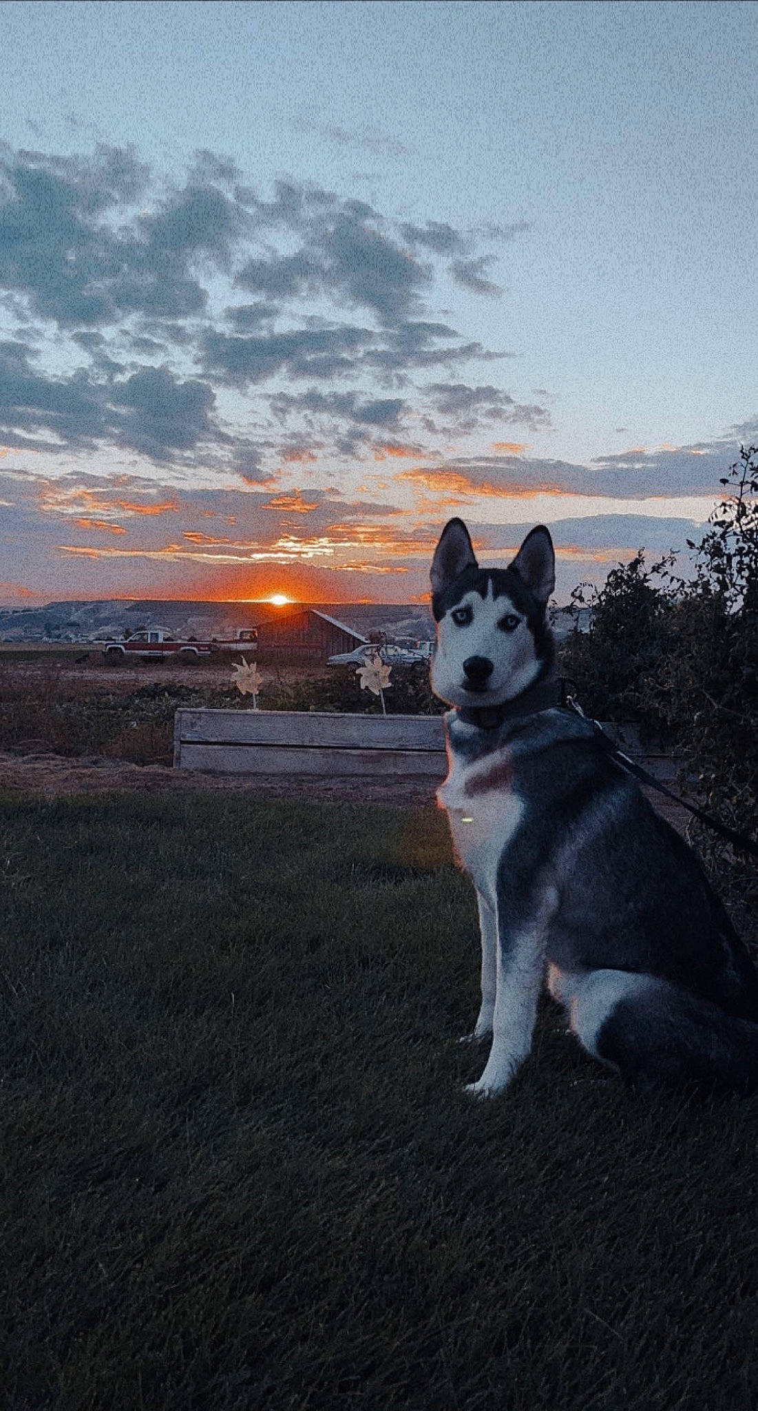 Hennessy joined the competition — help win amazing prizes! canidae, carnivore, cloud, companion_dog, dog, dog_breed, evening, grass, herding_dog, horizon, landscape, plant, sky, sled_dog, snout, sporting_group, sunrise, tail, tree, working_dog