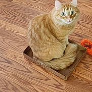 Finlay joined the competition — help win amazing prizes! cat, feline, pet, orange_cat, ginger_cat, fluffy_tail, cardboard_box, hardwood_floor, indoor, sitting, looking_up, green_eyes, curious, whiskers, fur, playful, closeup, portrait, texture, cozy