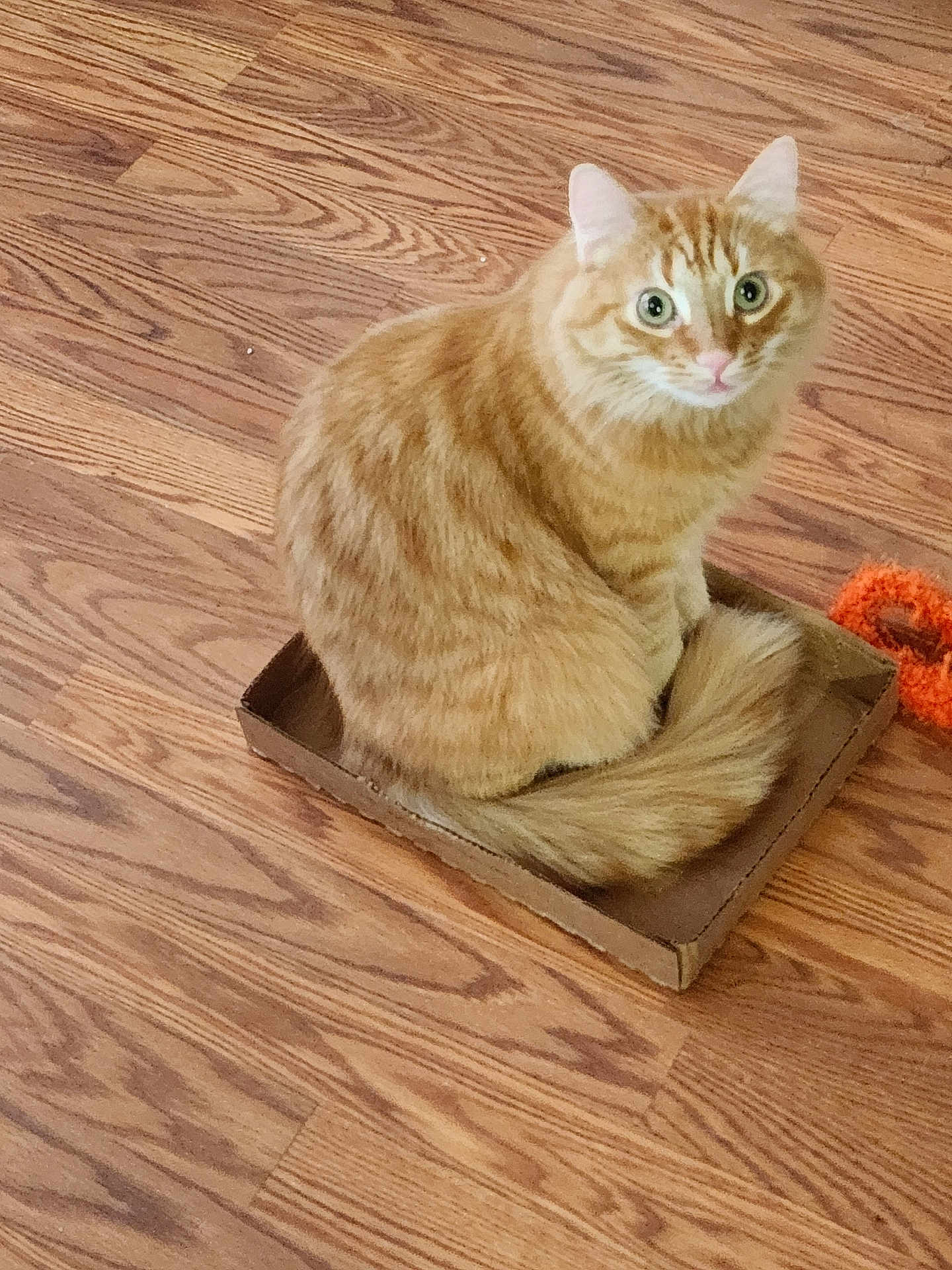 Finlay joined the competition — help win amazing prizes! cat, feline, pet, orange_cat, ginger_cat, fluffy_tail, cardboard_box, hardwood_floor, indoor, sitting, looking_up, green_eyes, curious, whiskers, fur, playful, closeup, portrait, texture, cozy