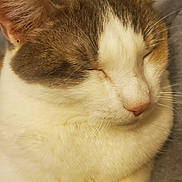 Riplee joined the competition — help win amazing prizes! abyssinian, animal, armchair, bodypart, cat, chair, couch, fire, fireplace, furniture, hardwood, hearth, indoors, kitten, manx, person, pet, siamese, sleeping, wood