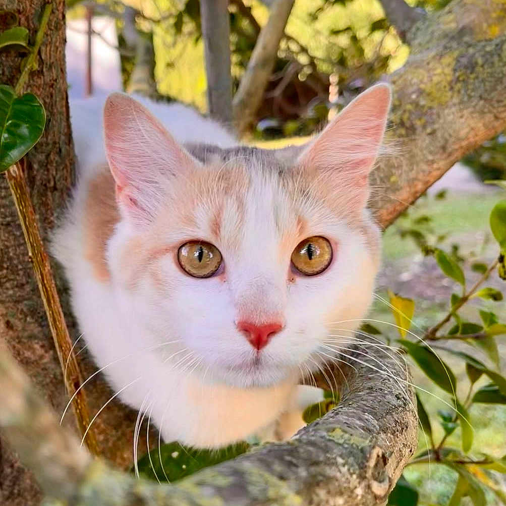 Shira participe au concours pour gagner de l'argent avec cette photo : abyssinian, angora, animal, cat, jungle, kitten, land, leaf, manx, nature, oak, outdoors, pet, plant, rainforest, tree, treetrunk, vegetation, wood, woodland