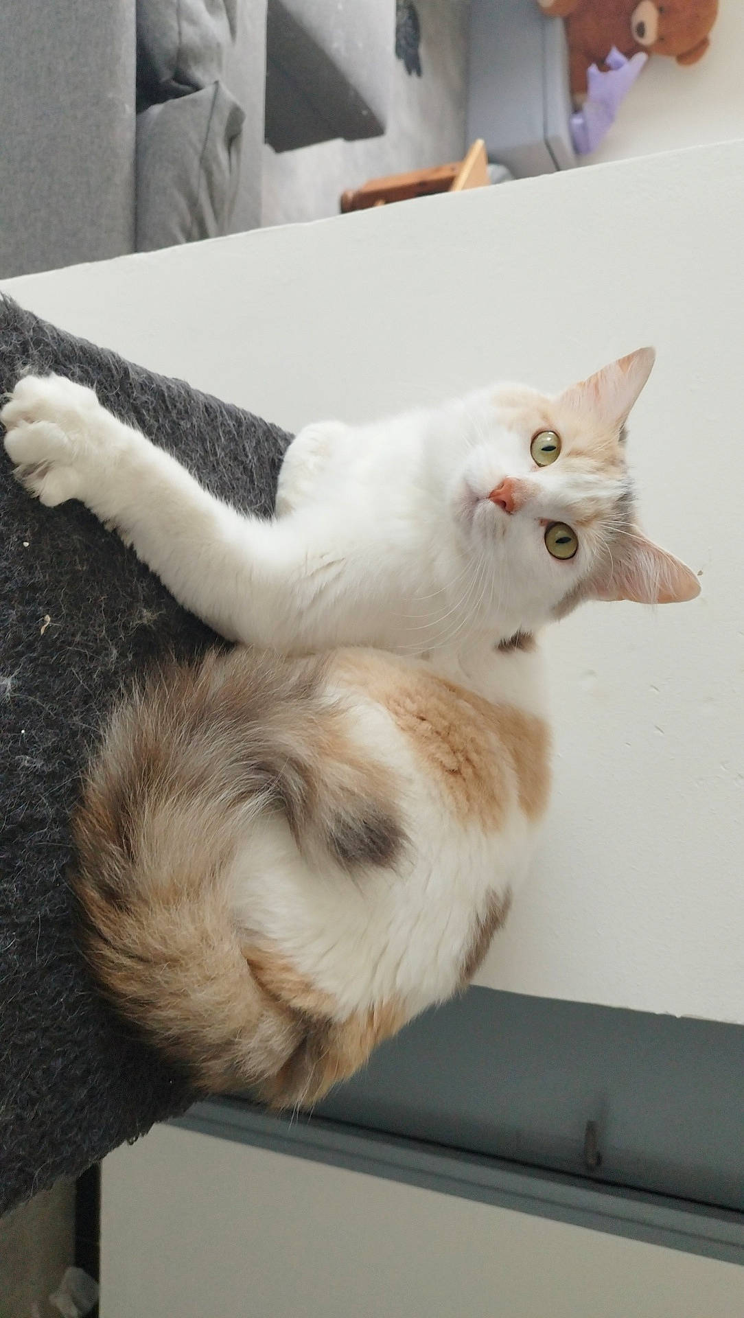 Shira a rejoint le concours — aidez-le/la à gagner de superbes lots ! abyssinian, angora, animal, cat, couch, desk, furniture, hardwood, indoors, kitten, manx, person, pet, plywood, siamese, slate, sleeping, table, wood