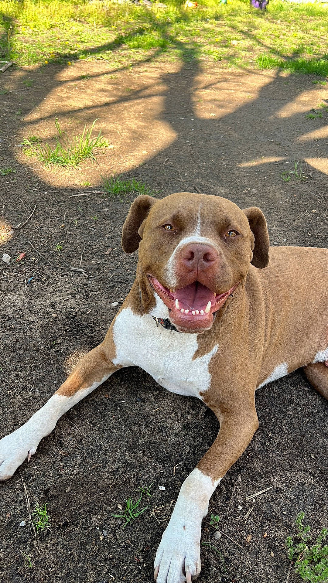 Corndog is registered to the contest to win money with this photo: canidae, carnivore, collar, companion_dog, dog, dog_breed, dog_collar, dog_supply, eye, fawn, grass, liver, molosser, paw, snout, sporting_group, tail, terrestrial_animal, whiskers, working_animal