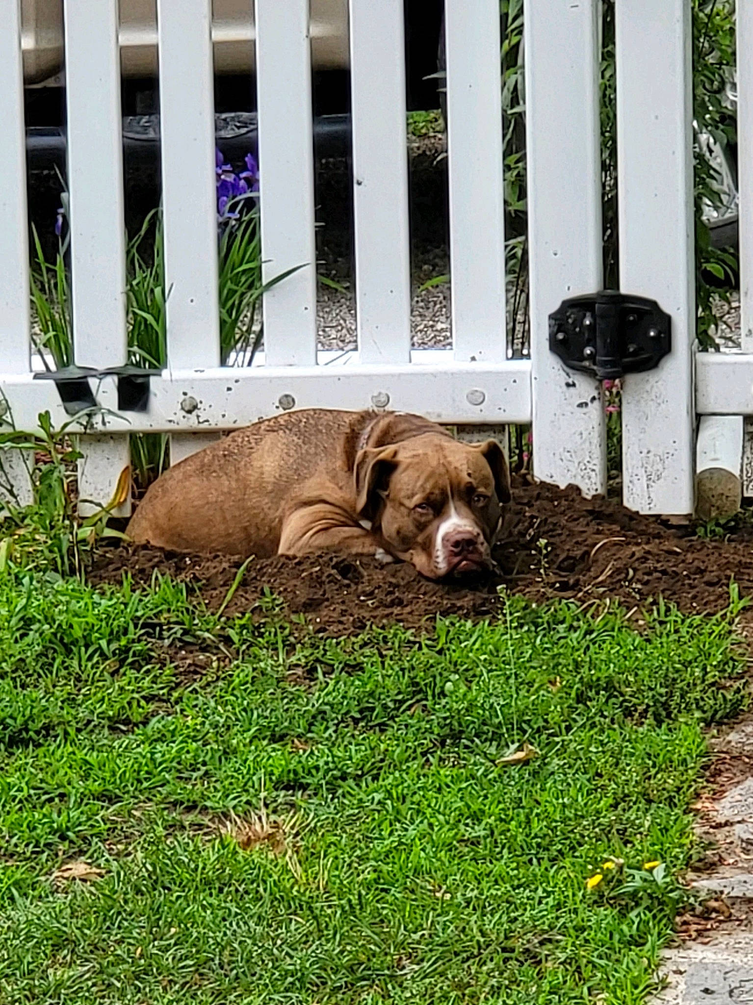 Corndog joined the competition — help win amazing prizes! carnivore, companion_dog, dog, dog_breed, fawn, felidae, fence, grass, groundcover, lawn, mammal, plant, sidewalk, snout, sporting_group, terrestrial_animal, vertebrate, wildlife, wood, working_animal