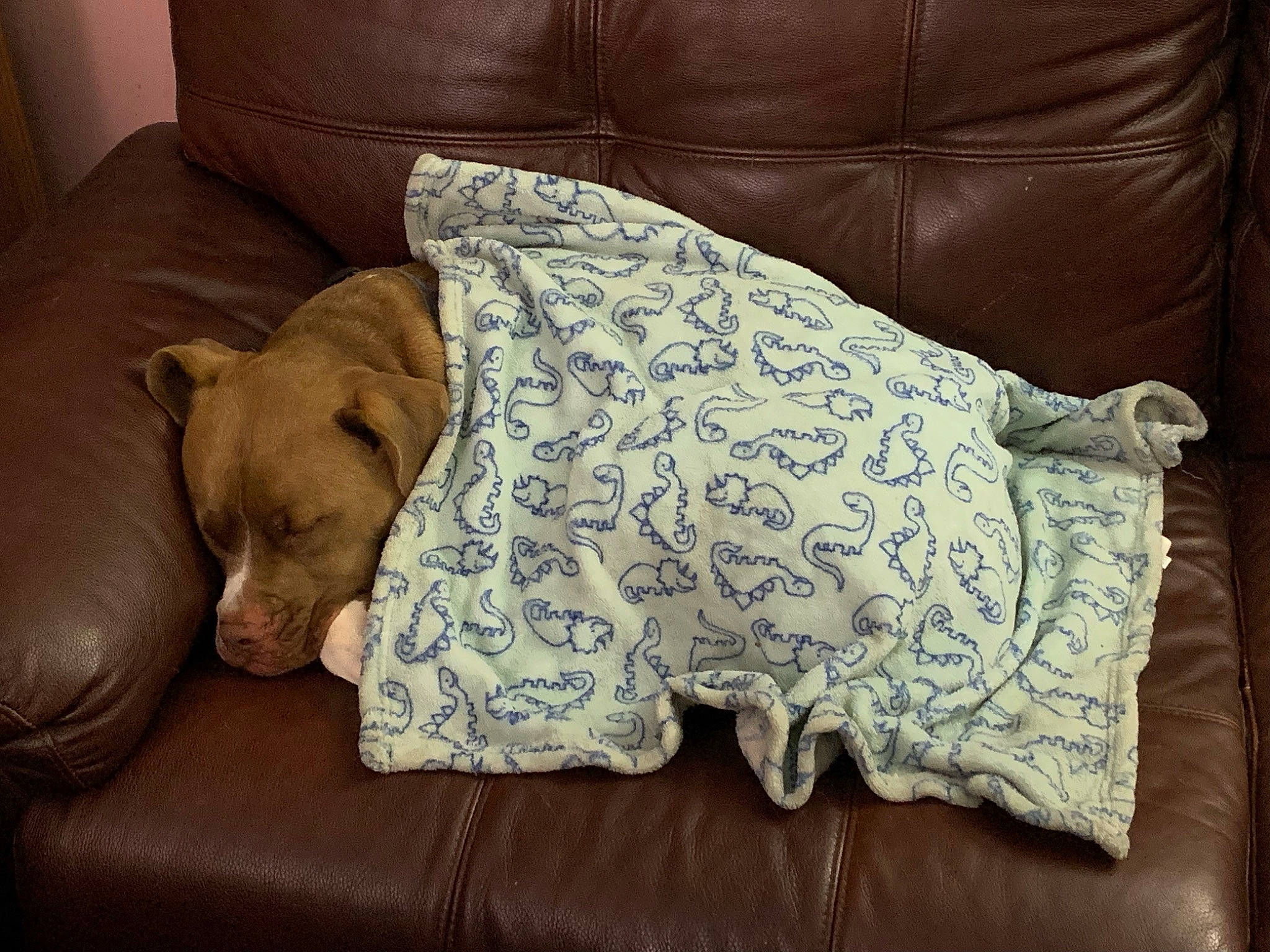 Corndog joined the competition — help win amazing prizes! baby_toddler_clothing, bedding, canidae, carnivore, comfort, companion_dog, couch, dog, dog_breed, dog_supply, fawn, flooring, linens, liver, pattern, sleeve, sporting_group, studio_couch, wood, working_animal