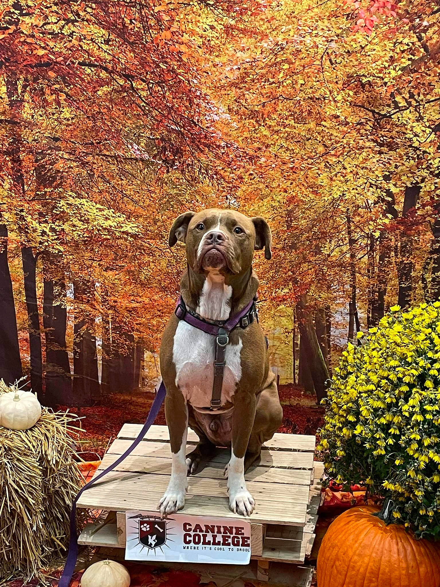 Corndog joined the competition — help win amazing prizes! art, calabaza, carnivore, companion_dog, dog, dog_breed, fawn, flowerpot, grass, liver, plant, pumpkin, snout, tail, tree, trunk, twig, wood, woodland, working_animal