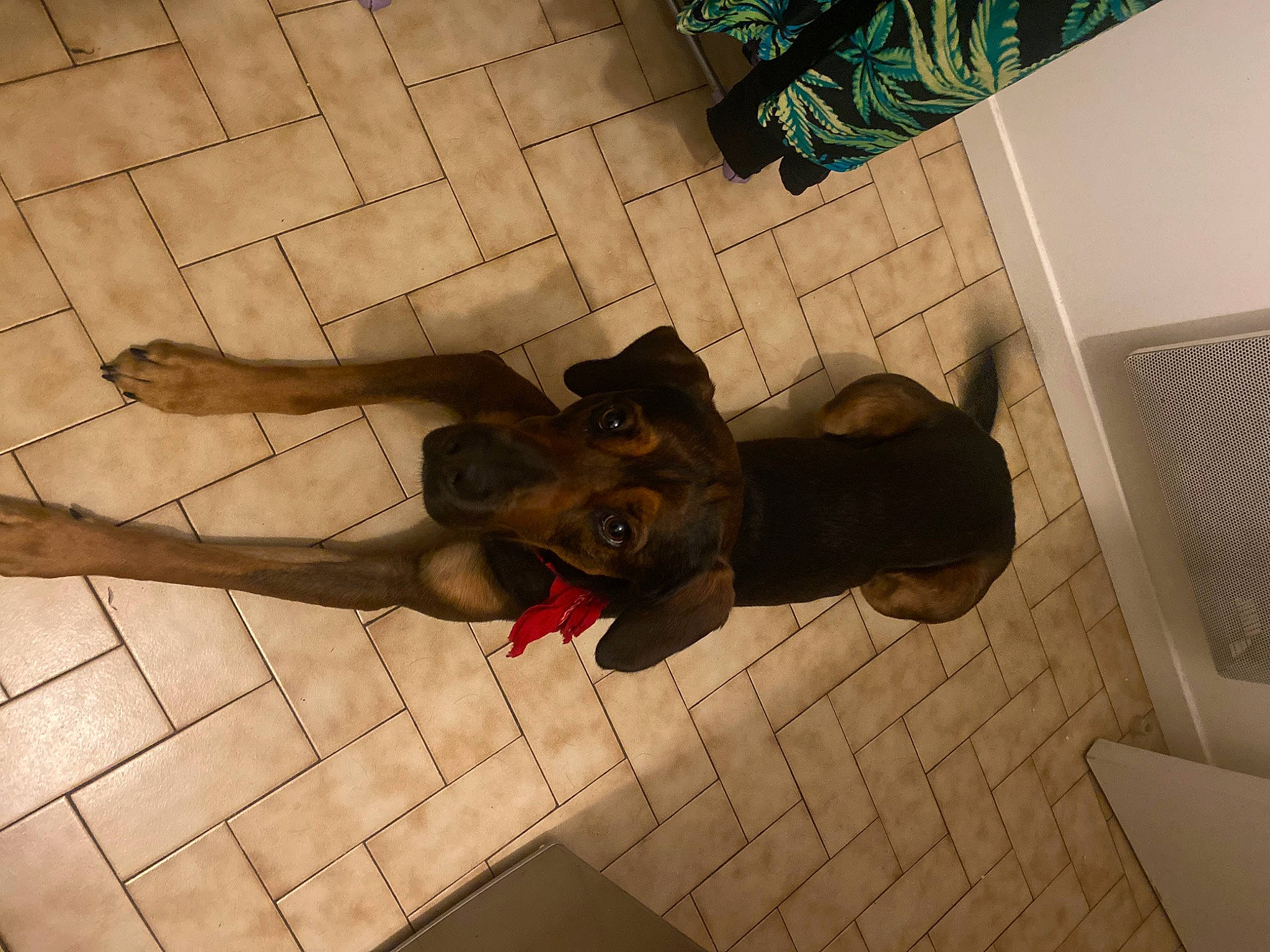 Sky participe au concours pour gagner de l'argent avec cette photo : canidae, dog_breed, fawn, floor, flooring, fun, guard_dog, hardwood, pattern, sculpture, shadow, snout, sporting_group, tail, terrestrial_animal, tile, visual_arts, wood, working_animal, wrist