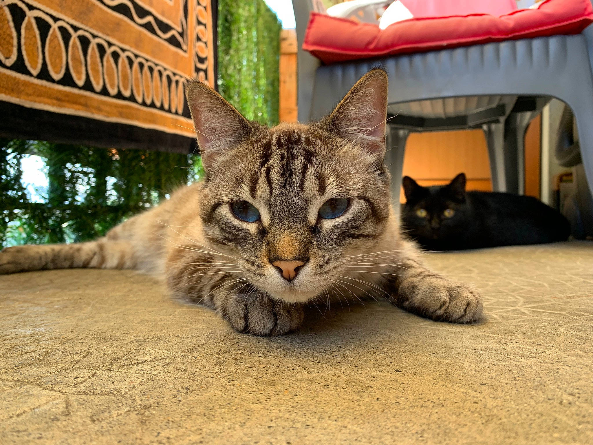 Nesta participe au concours pour gagner de l'argent avec cette photo : aegean_cat, american_shorthair, asian, california_spangled, carnivore, cat, domestic_short_haired_cat, dragon_li, egyptian_mau, european_shorthair, felidae, kitten, mammal, ocicat, pixie_bob, small_to_medium_sized_cats, snout, tabby_cat, vertebrate, whiskers