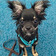 Squirt joined the competition — help win amazing prizes! animal, big_eyes, black_fur, blue_carpet, chihuahua, close_up, cute, dog, ears, fur, harness, indoor, leash, looking_up, pet, portrait, puppy, sitting, small, tan_markings