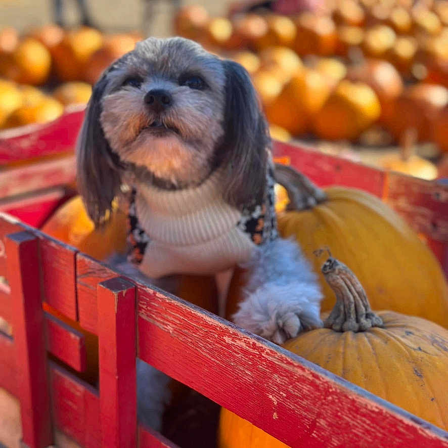 Shadow joined the competition — help win amazing prizes! animal, autumn, blurred_background, cart, cute, daylight, dog, fall, festival, harvest, nature, orange, outdoor, pet, portrait, pumpkin, seasonal, small_dog, sweater, wood