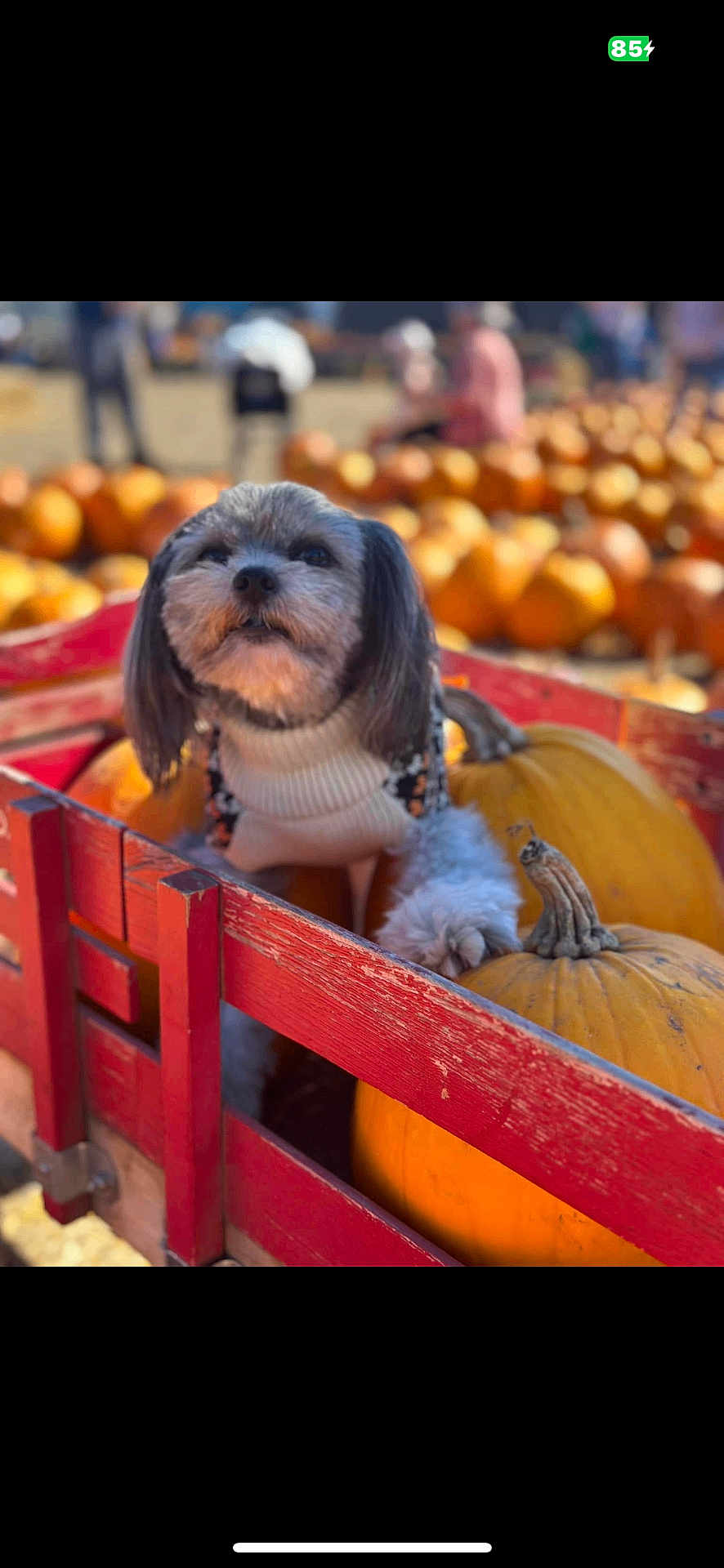 Shadow joined the competition — help win amazing prizes! dog, pumpkin, cart, autumn, sweater, outdoor, fall, pet, orange, blurred_background, wood, animal, cute, seasonal, festival, harvest, nature, small_dog, portrait, daylight