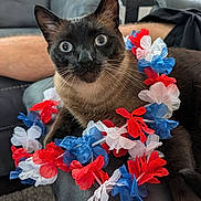 Prince Charming is registered to the contest to win money with this photo: animal, blue_flowers, cat, closeup, colorful, couch, curious, decorative, domestic_animal, ears, flower_lei, furniture, indoor, pet, portrait, red_flowers, relaxed, siamese_cat, whiskers, white_flowers