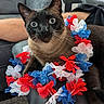 animal, blue_flowers, cat, closeup, colorful, couch, curious, decorative, domestic_animal, ears, flower_lei, furniture, indoor, pet, portrait, red_flowers, relaxed, siamese_cat, whiskers, white_flowers