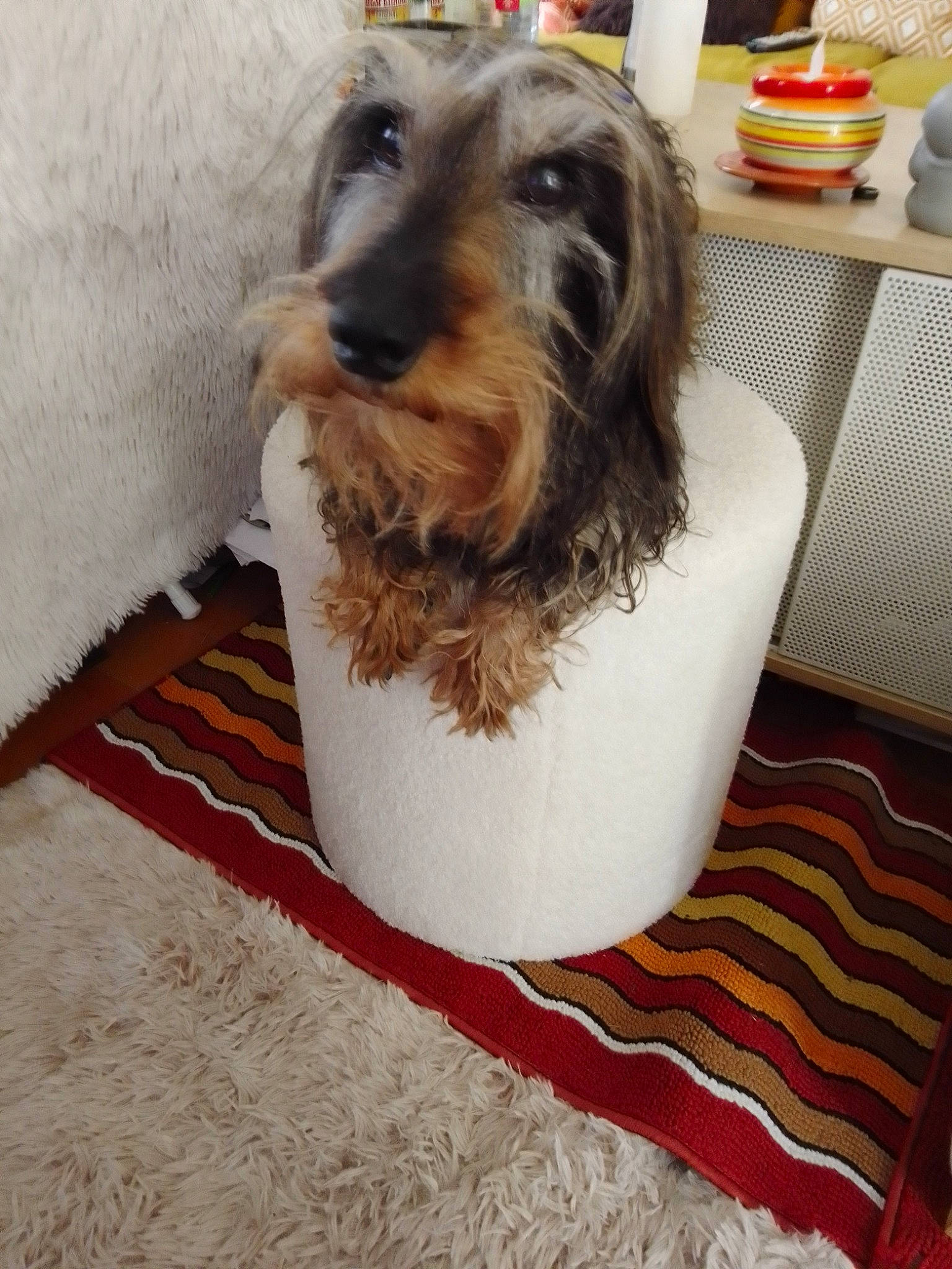 Gabin participe au concours pour gagner de l'argent avec cette photo : canidae, carnivore, carpet, companion_dog, dog, dog_breed, dog_supply, floor, flooring, fur, hardwood, liver, pet_supply, snout, sporting_group, tableware, toy_dog, water_dog, wood, working_animal