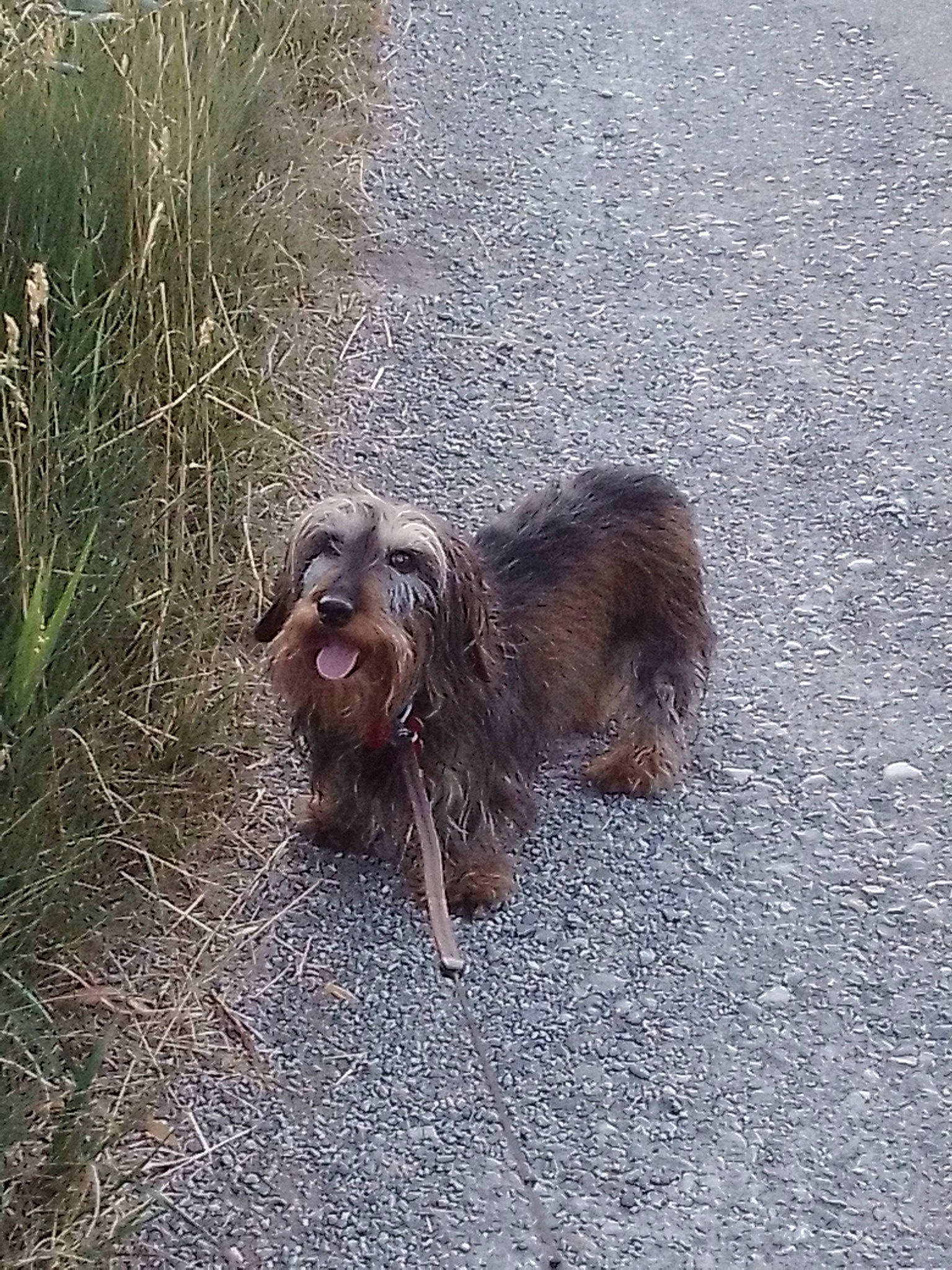 Gabin a rejoint le concours — aidez-le/la à gagner de superbes lots ! asphalt, canidae, carnivore, companion_dog, dog_breed, fawn, fur, grass, liver, macaque, paw, plant, road, road_surface, snout, soil, sporting_group, tail, terrestrial_animal, wildlife