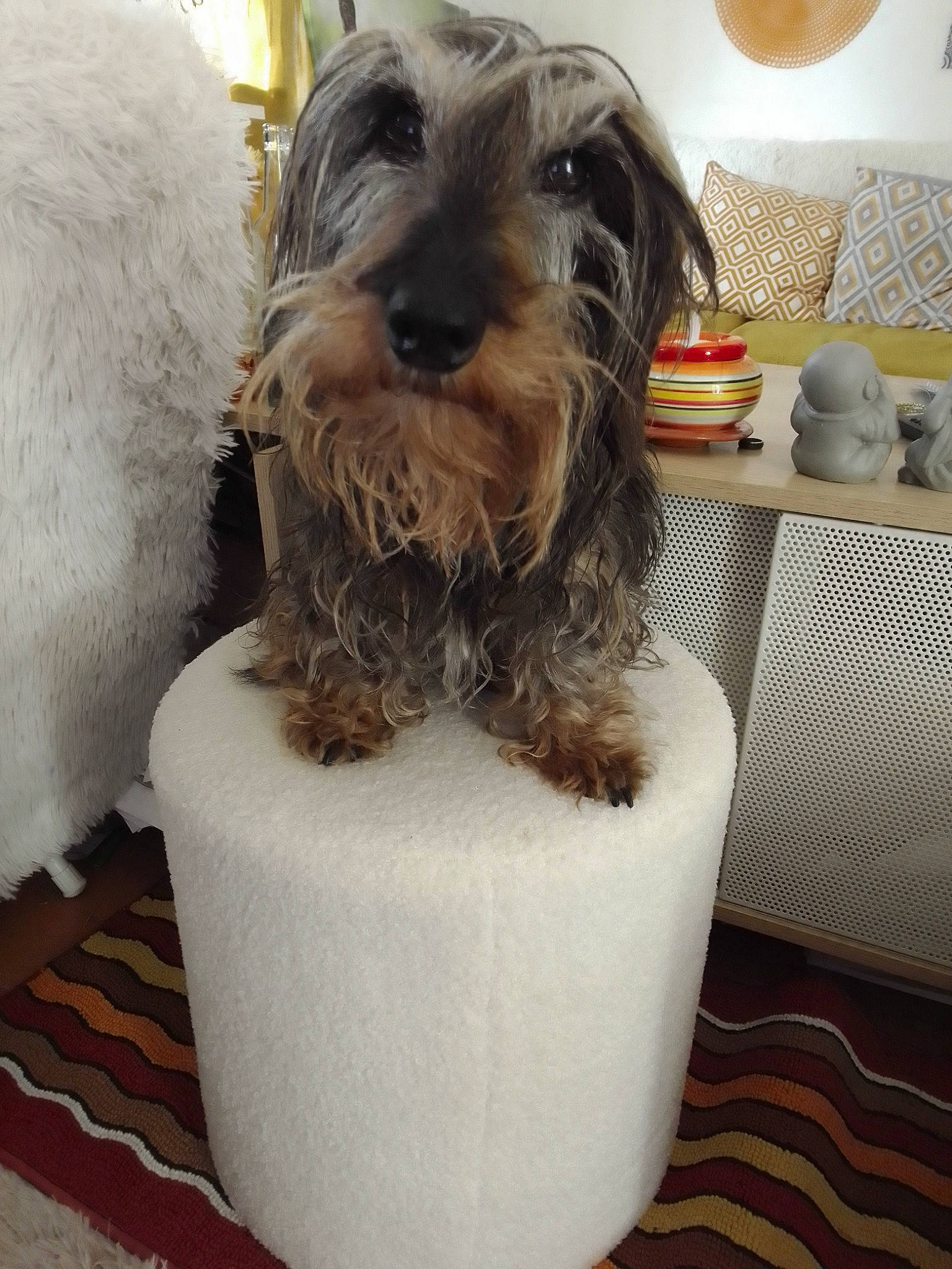 Gabin a rejoint le concours — aidez-le/la à gagner de superbes lots ! canidae, carnivore, companion_dog, dog, dog_breed, dog_supply, flooring, fur, lamp, liver, non_sporting_group, pet_supply, small_terrier, snout, sporting_group, terrier, toy_dog, water_dog, working_animal