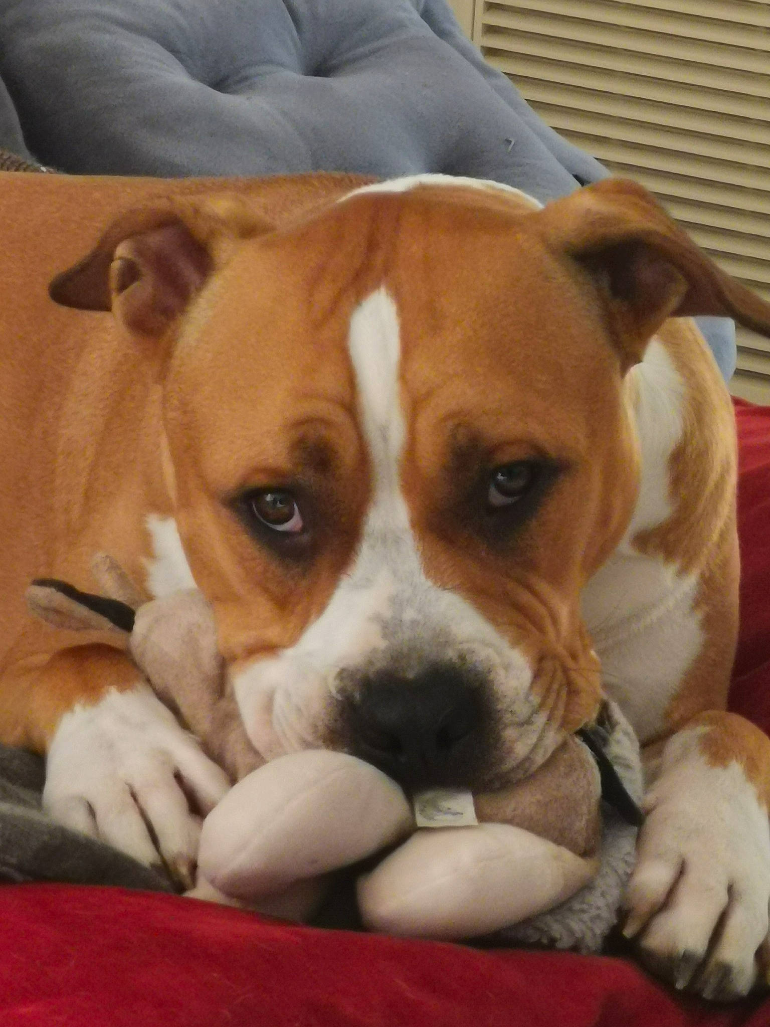 Ramsès a rejoint le concours — aidez-le/la à gagner de superbes lots ! ancient_dog_breeds, beaglier, bulldog, canidae, carnivore, comfort, companion_dog, dog, dog_breed, fawn, hound, non_sporting_group, paw, scent_hound, snout, sporting_group, terrestrial_animal, whiskers, window_blind, working_animal