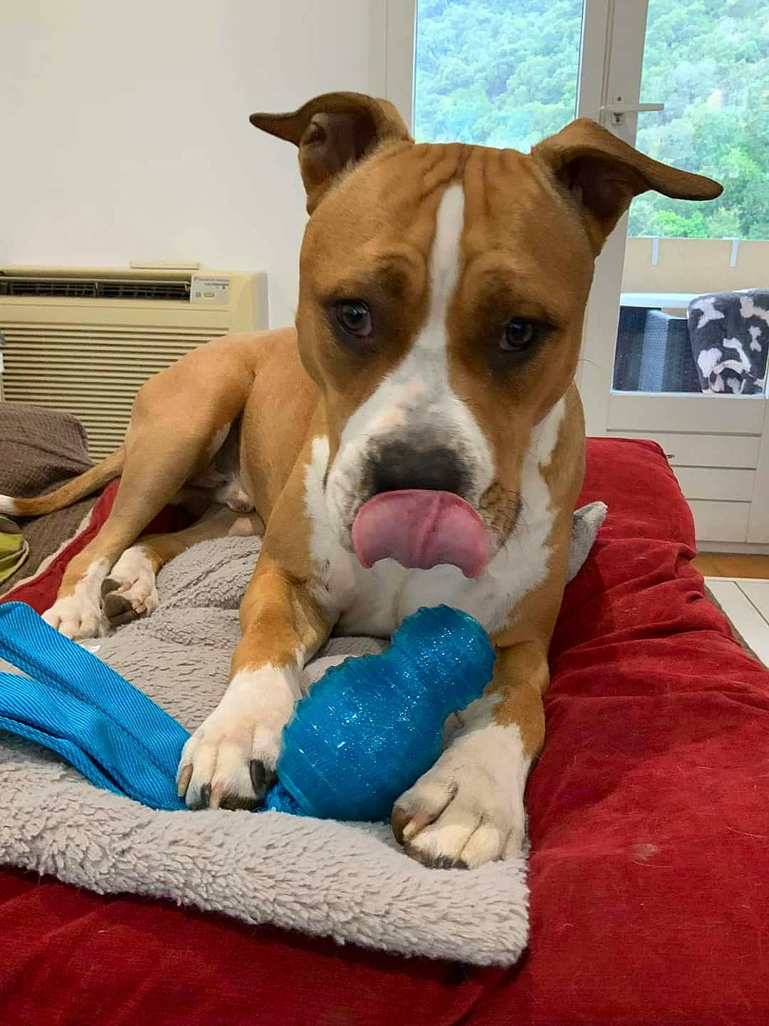 Ramsès a rejoint le concours — aidez-le/la à gagner de superbes lots ! boxer, cabinetry, canidae, carnivore, collar, comfort, companion_dog, computer_keyboard, dog, dog_breed, dog_collar, dog_supply, drawer, fawn, home_appliance, paw, pet_supply, snout, window, working_animal