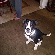 Buddy is registered to the contest to win money with this photo: dog, black_and_white, pet, collar, dog_tag, carpet, indoor, person_legs, sweatpants, pink_crocs, tiles, wooden_furniture, chair, cabinet, sitting, looking_up, flash, portrait, home_interior, cute