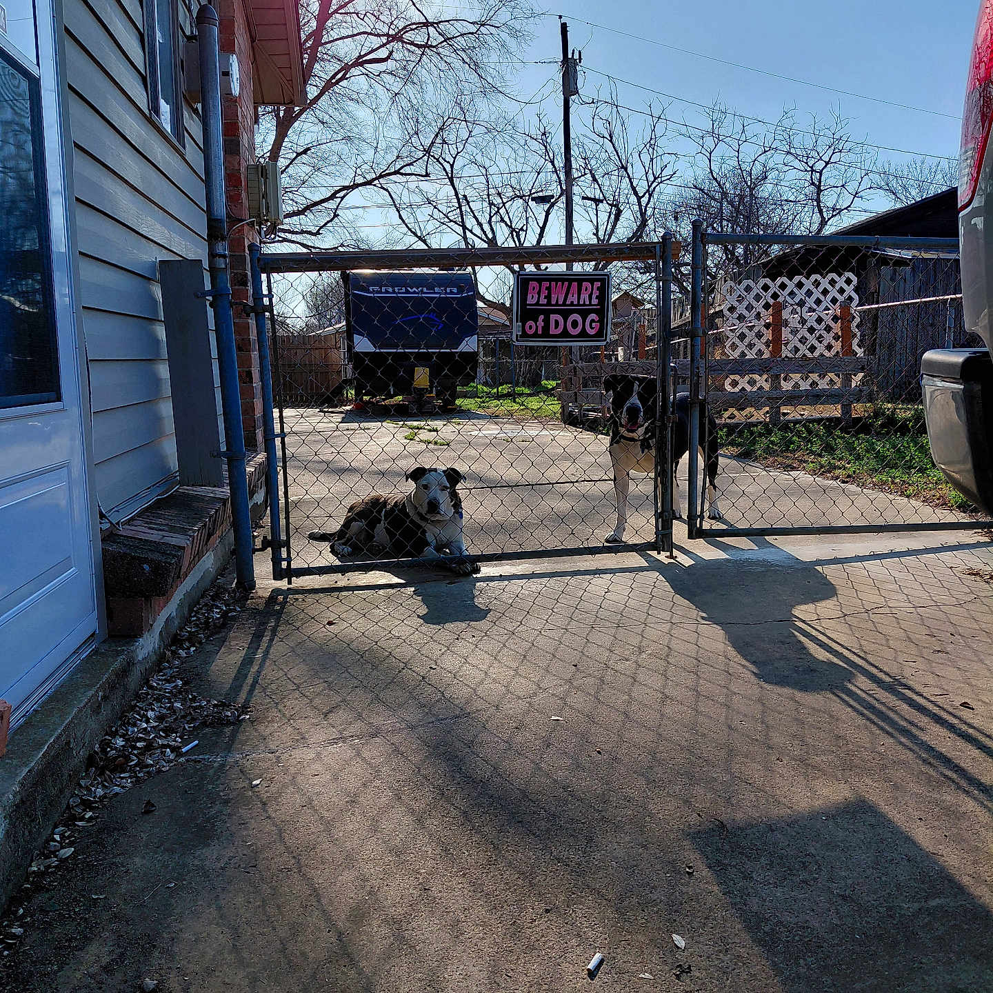 Buddy And Emma is registered to the contest to win money with this photo: bare_trees, beware_of_dog_sign, chain_link_fence, concrete, dog, dogs, driveway, house, lattice, leaf_litter, outdoor, porch, shadows, siding, sunlight, tree, truck, vehicle, window, yard