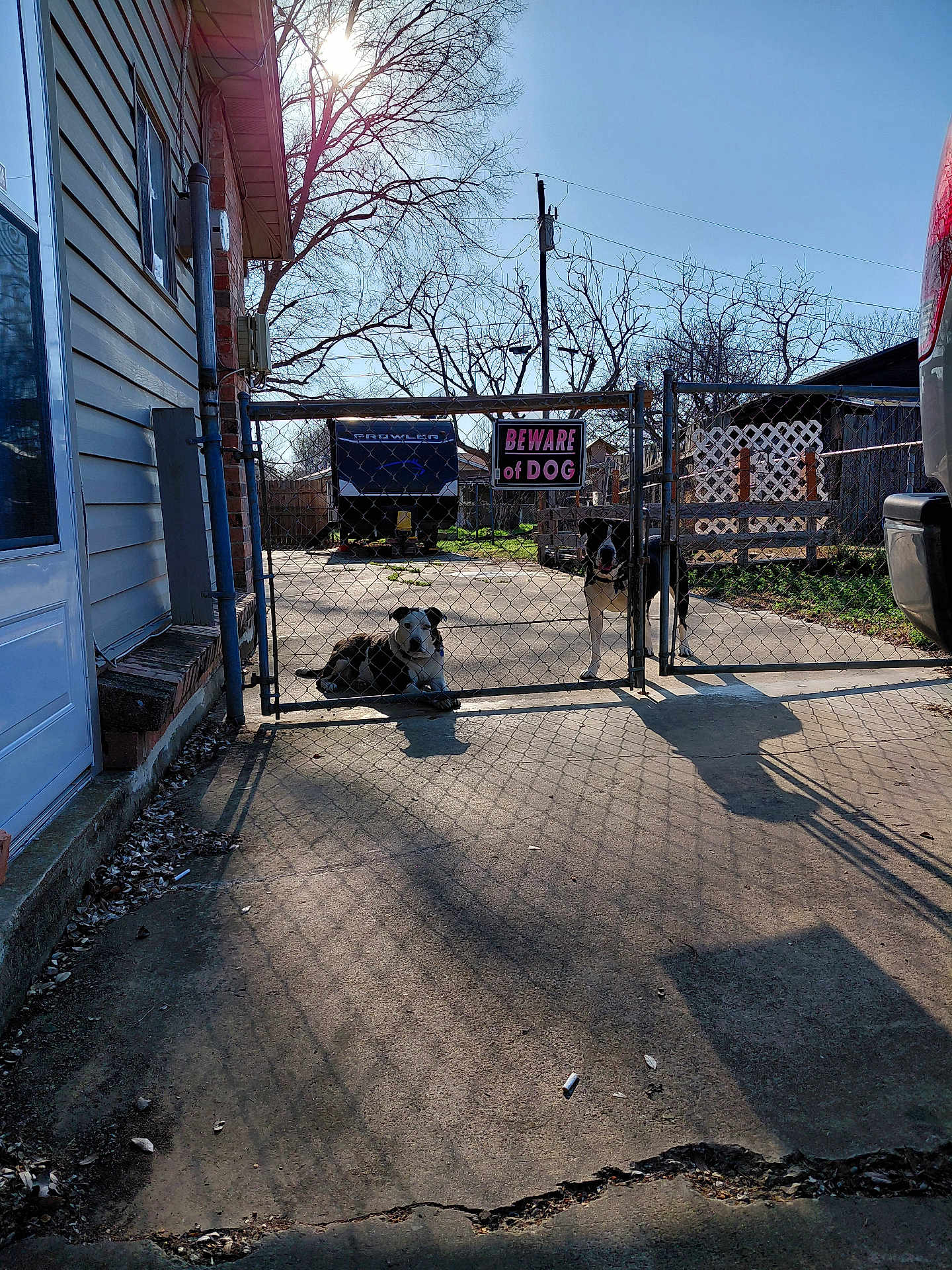 Buddy And Emma is registered to the contest to win money with this photo: dog, dogs, chain_link_fence, beware_of_dog_sign, driveway, concrete, house, siding, tree, bare_trees, sunlight, shadows, truck, vehicle, lattice, yard, porch, window, leaf_litter, outdoor
