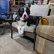 Budweiser is registered to the contest to win money with this photo: dog, dog_face, black_and_white_dog, tongue_out, sitting, armchair, cushion, furniture, garage, fishing_rods, bicycle_wheel, concrete_floor, leaves, collar, pet, indoor, chair, relaxing, closeup, paw