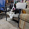 armchair, bicycle_wheel, black_and_white_dog, chair, closeup, collar, concrete_floor, cushion, dog, dog_face, fishing_rods, furniture, garage, indoor, leaves, paw, pet, relaxing, sitting, tongue_out