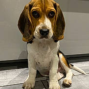 Upsy participe au concours pour gagner de l'argent avec cette photo : beagle, puppy, dog, sitting, ears, floor, indoor, pet, canine, cute, animal, young, brown, white, black, tile, cabinet, looking, adorable, domestic
