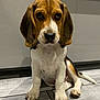 beagle, puppy, dog, sitting, ears, floor, indoor, pet, canine, cute, animal, young, brown, white, black, tile, cabinet, looking, adorable, domestic