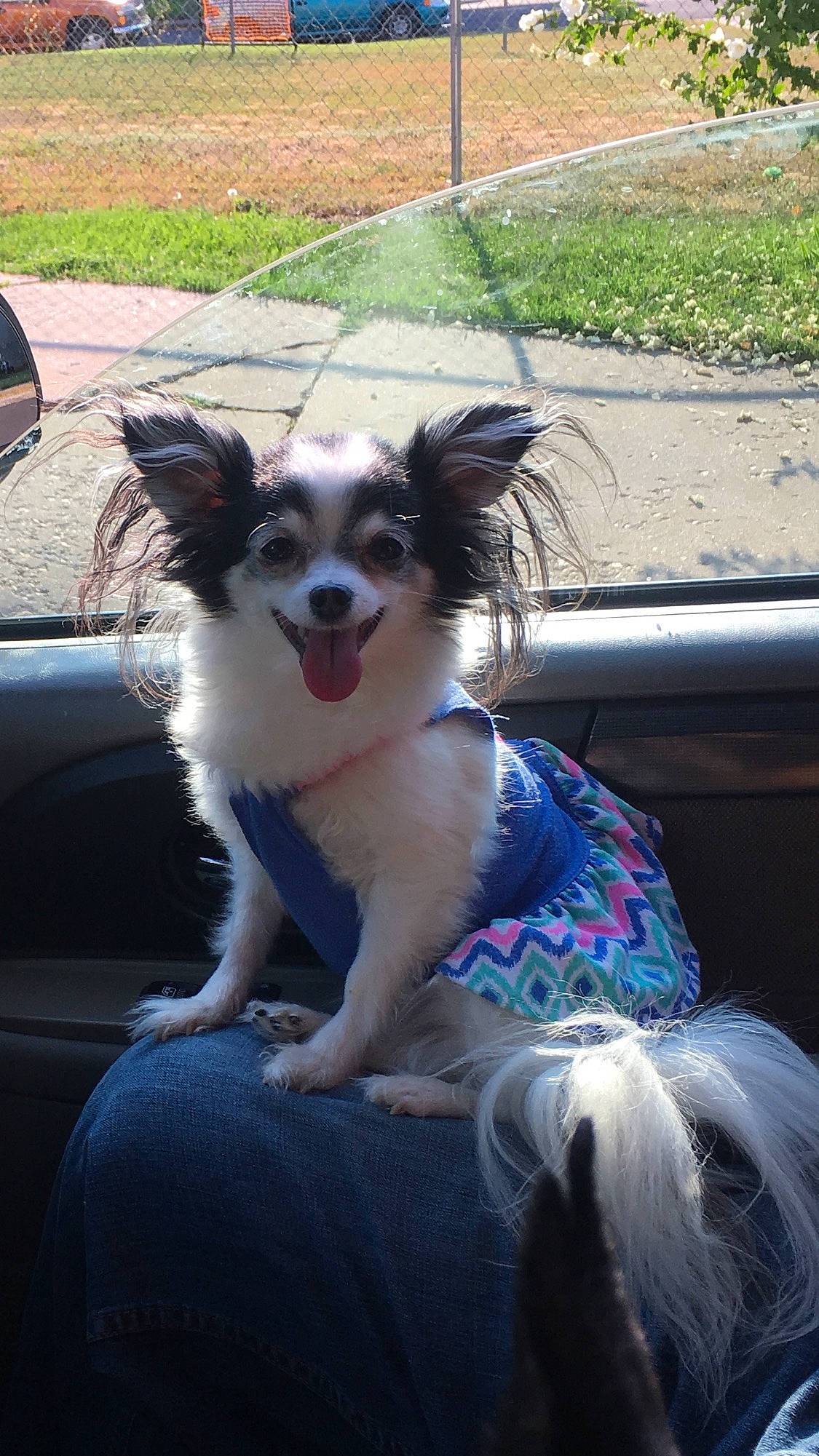 Jessy joined the competition — help win amazing prizes! canidae, car, carnivore, companion_dog, dog, dog_breed, dog_supply, door, electric_blue, fawn, fur, grass, papillon, plant, snout, sporting_group, tail, toy_dog, vehicle, whiskers