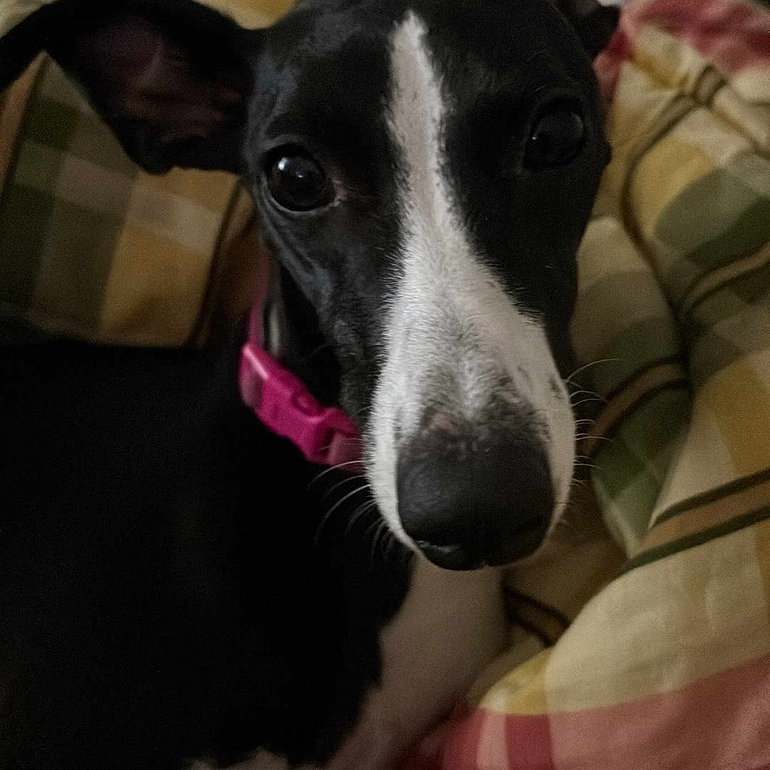 Harley is registered to the contest to win money with this photo: animal, black_and_white, blanket, close_up, collar, cozy, curious, cute, dog, ears, face, furry, indoor, nose, pet, plaid, portrait, resting, soft_light, whiskers