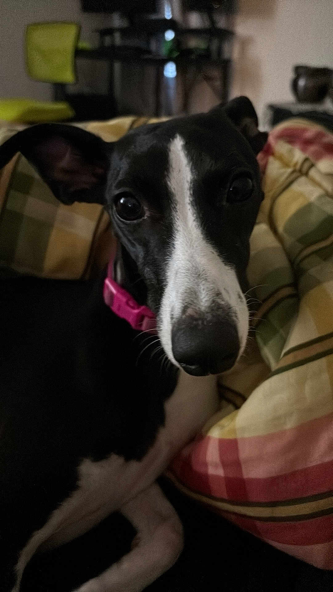 Harley