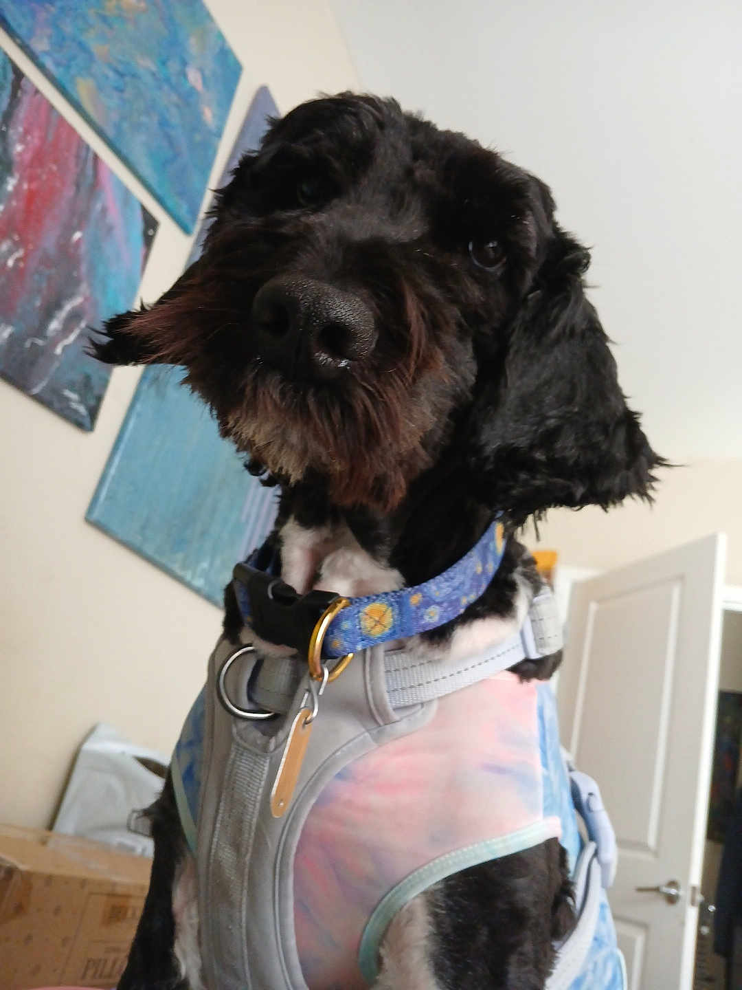Luna joined the competition — help win amazing prizes! dog, black_dog, pet, indoor, harness, collar, curious, close_up, painting, wall_art, door, room, furniture, domestic_animal, animal, canine, fur, portrait, looking, house