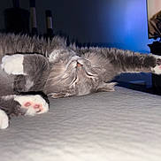 Bugs is registered to the contest to win money with this photo: cat, sleeping, paw, gray_fur, white_fur, indoor, bed, relaxed, cute, pet, feline, animal, cozy, close_up, soft_texture, pink_paw_pads, resting, whiskers, night, television