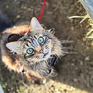 Windsey participe au concours pour gagner de l'argent avec cette photo : cat, tabby, green_eyes, fur, outdoor, dirt, grass, curious, pet, animal, whiskers, close_up, looking_up, nature, sunlight, leash, feline, muzzle, ears, portrait