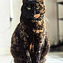 Spiky participe au concours pour gagner de l'argent avec cette photo : cat, tortoiseshell, indoor, pet, animal, feline, green_eyes, fur, sitting, portrait, tile_floor, closeup, domestic_cat, whiskers, ears, quiet, focused, household, cute, furry