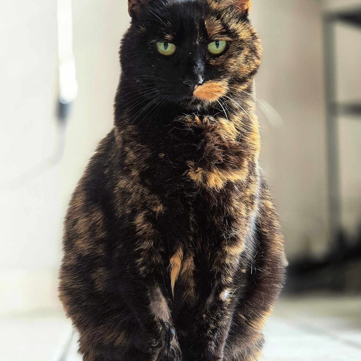 Spiky participe au concours pour gagner de l'argent avec cette photo : animal, cat, closeup, cute, domestic_cat, ears, feline, focused, fur, furry, green_eyes, household, indoor, pet, portrait, quiet, sitting, tile_floor, tortoiseshell, whiskers