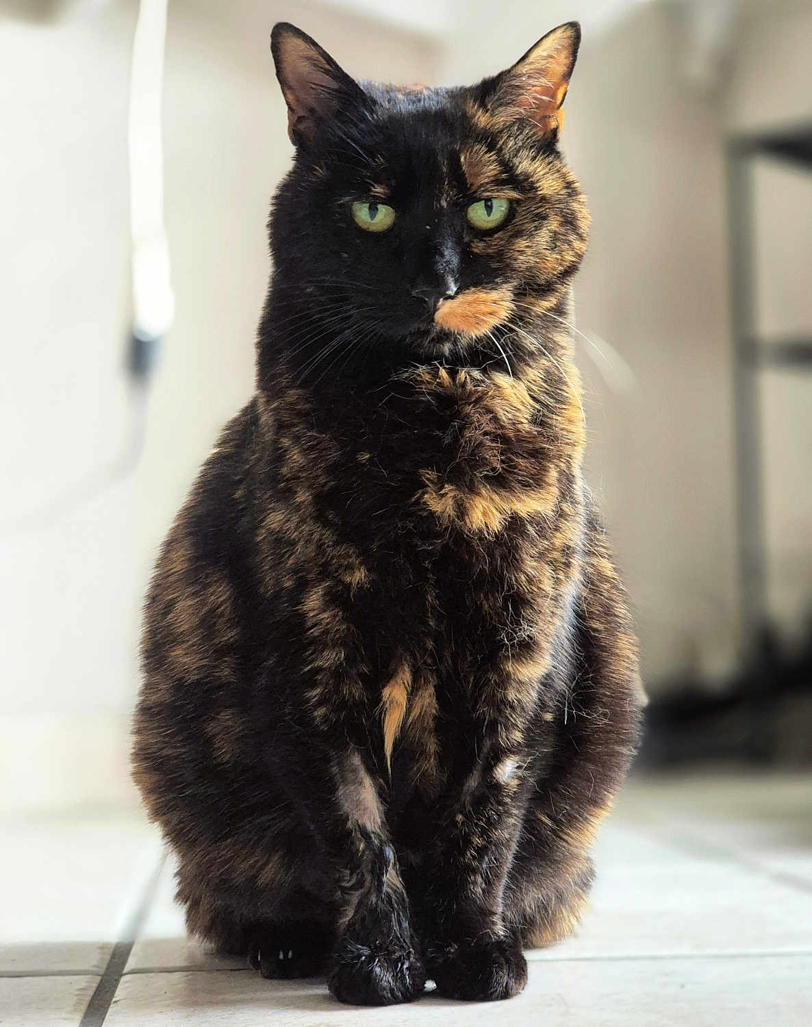 Spiky participe au concours pour gagner de l'argent avec cette photo : cat, tortoiseshell, indoor, pet, animal, feline, green_eyes, fur, sitting, portrait, tile_floor, closeup, domestic_cat, whiskers, ears, quiet, focused, household, cute, furry