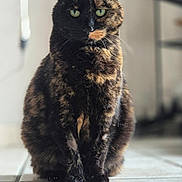 Spiky participe au concours pour gagner de l'argent avec cette photo : cat, tortoiseshell, indoor, pet, feline, green_eyes, sitting, fur, animal, whiskers, portrait, tile_floor, household, domestic, cute, closeup, focused, soft_background, looking, ears